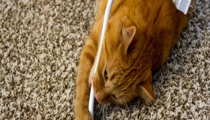 How to Keep Cats from Chewing on Cords.