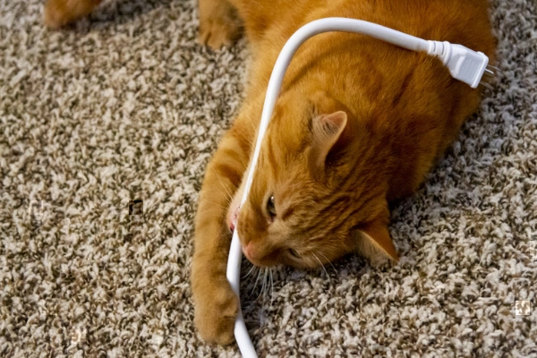 Cats Chew Power Cords