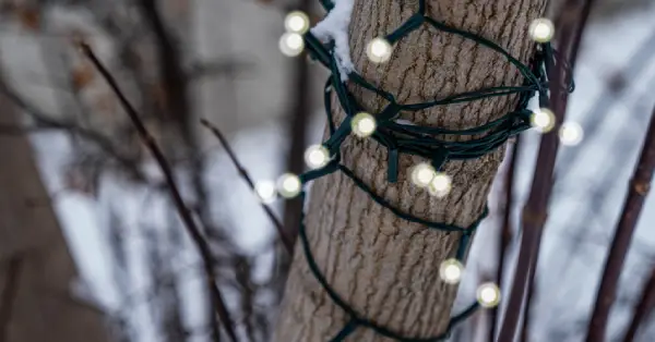 Solar Christmas lights on a tree.